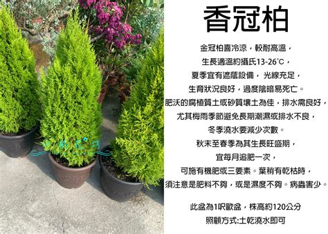 冠柏|金冠柏(香冠柏):形態特徵,產地生境,繁殖方法,插前準備,插苗,淋水,。